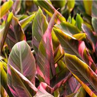 RARE - Musa Nono - Pink Variegated Banana Plant