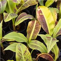 Musa Siam Ruby - Banana Plant