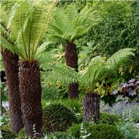 Tree Fern 'Dicksonia Antarctica' Log - 2ft