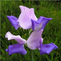 Sweet Pea Plant Spencer 'Erewhon'