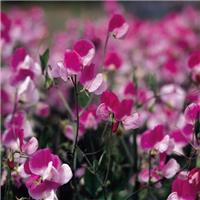 Sweet Pea Plant Grandiflora 'Painted Lady'