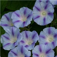 Ipomoea Blue Jay - Morning Glory Climbing Vine