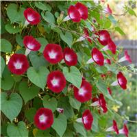 Climbing Ipomoea Scarlet O'Hara - Morning Glory Climbing Vine