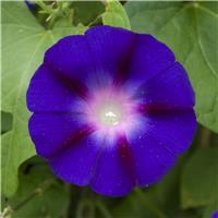 Ipomoea 'Grandpa Ott' - Morning Glory Climbing Vine