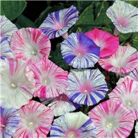 Ipomoea Peppermint - Morning Glory Climbing Vine