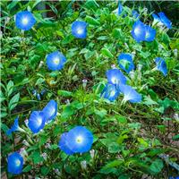 Ipomoea 'Clarke's Heavenly Blue' - Morning Glory Climbing Vine