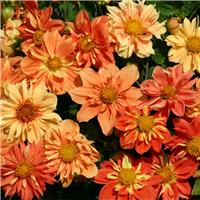 Dahlia Sunny Reggae Plant