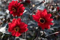Dahlia 'Black Forest Ruby' Plant