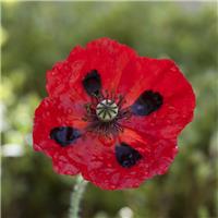 Poppy Plant 'Ladybird' - Papaver commutatum