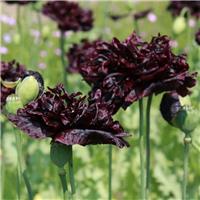 Poppy Plant 'Black Beauty' - Papaver somniferum var. paeoniiflorum - Peony Flowered Poppy