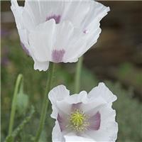 Poppy Plant 'Maanzaad' - Papaver somniferum