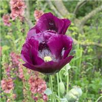 Poppy Plant 'Lauren's Grape' - Papaver somniferum