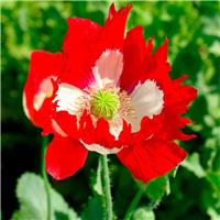 Poppy Plant 'Victoria Cross' - Papaver somniferum