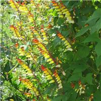 Ipomoea lobata 'Exotic Love' - Mina lobata 'Spanish Flag'