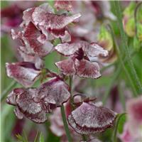 Sweet Pea Plant Spencer 'Wiltshire Ripple'