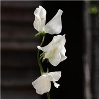 Sweet Pea Plant Spencer 'Royal Wedding'