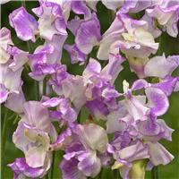 Sweet Pea Plant 'Spencer Pulser'