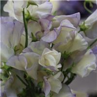 Sweet Pea Plant 'Old Times'