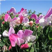 Sweet Pea Plant 'Cupid Pink'