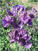 Sweet Pea Plant 'Mammoth Navy Blue'