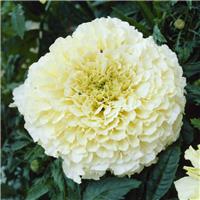 African Marigold - Tagetes Erecta 'Kilimanjaro Vanilla'