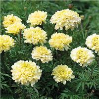 African Marigold - Tagetes Erecta 'Sugar & Spice White'