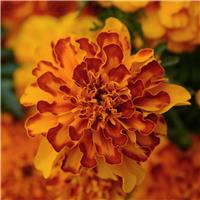 French Marigold - Bonanza Bolero