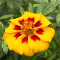 French Marigold - Pascal