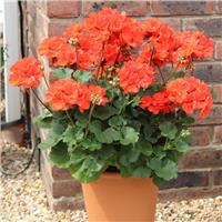Geranium zonale Orange - Pelargonium Plant - Pack of 6 - In Bud & Bloom