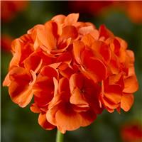 Geranium zonale Orange - Pelargonium Plant