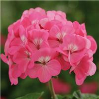 Geranium Rose Pink - Pelargonium Plants - Pack of 6 - In Bud & Bloom
