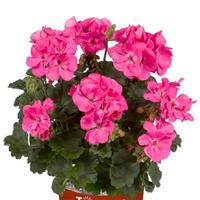Geranium Rose Pink - Pelargonium Plants