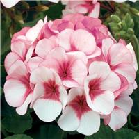 Geranium Maverick Star - Pelargonium