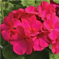 Geranium Maverick Violet - Pelargonium