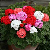 Geranium Maverick Mixture - Pack of 12 Plants