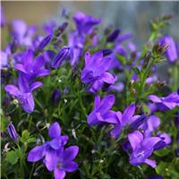 Campanula portenschlagiana Clockwise Deep Blue