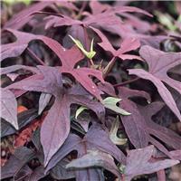 Ipomoea batatas 'Blackie'
