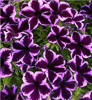 Petunia Cosmic Violet in Bud and Bloom