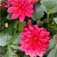 Patio Dahlia Coral Sunburst Plant - In Bud & Bloom