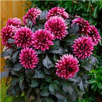 Patio Dahlia Velvet Crush Plant