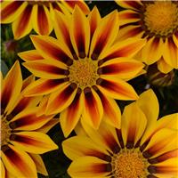 Gazania New Day Red Stripe