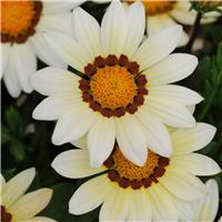 Gazania New Day White