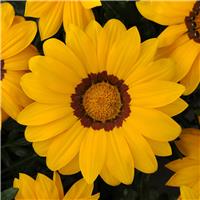 Gazania New Day Yellow