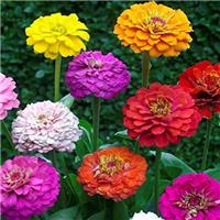 Zinnia elegans Pumila Floraplena Mix