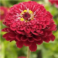 Zinnia elegans Meteor