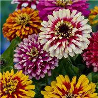 Zinnia elegans Whirlygig Improved Mixture