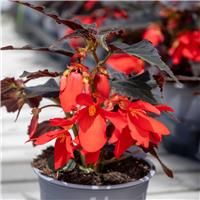 Begonia Bossa Nova Night Fever Rosso - In Bud & Bloom