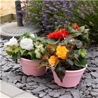 Begonia tuberosa - In Bud & Bloom