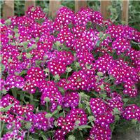 Verbena hybrida Scentsation Red