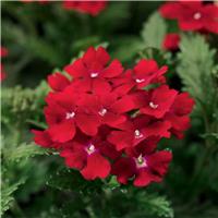 Verbena hybrida Obsession Twister Red